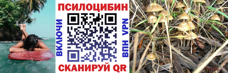 Купить закладки  Пыталово  Псилоцибиновые грибы Psilocybe 